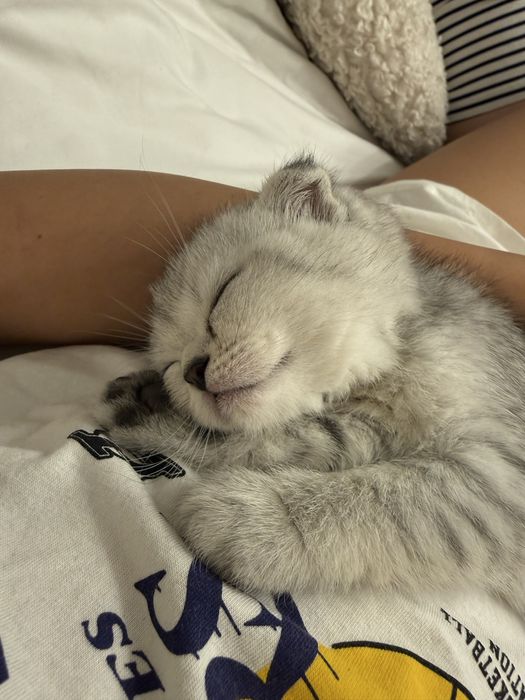 Шотландские котята шиншилы