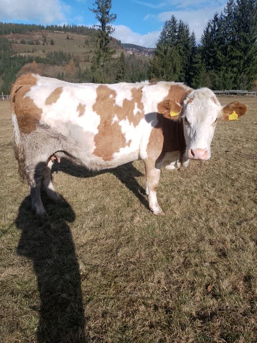 Vaci BR linie de carne