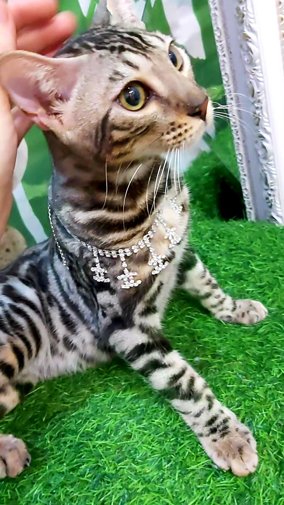 Серебряные Бенгальские  котята. "Барс"