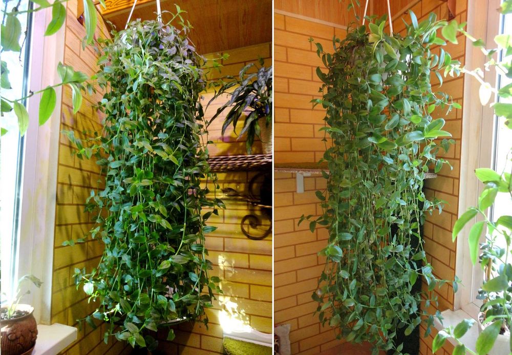 Традесканция растение для дома.