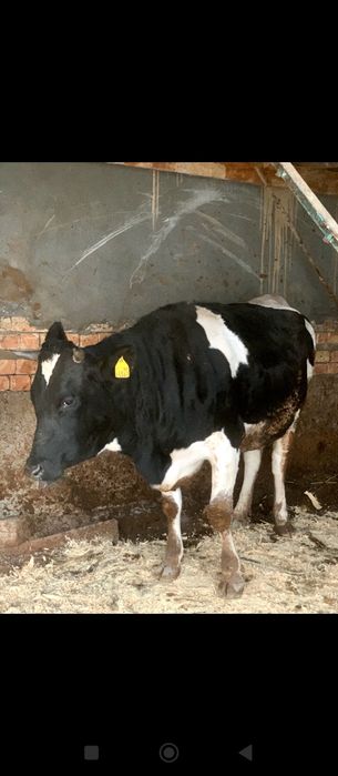 Rossiya paroda Gʻunajin sotiladi