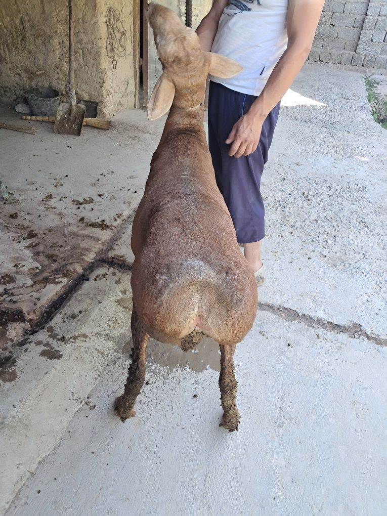 Hayit bayramiga 2ta yetuk qõchqorlar
