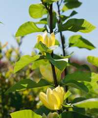 Magnolia Galbenă Yellow Bird