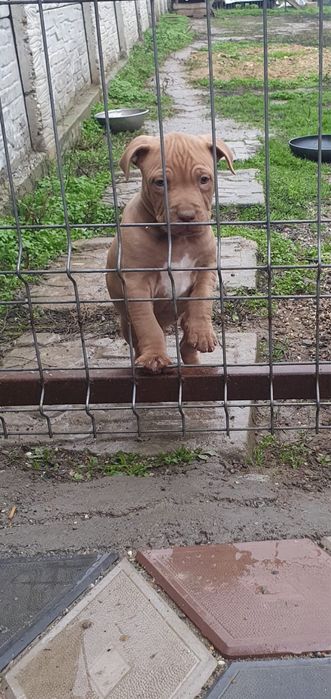 Mascul foarte frumos