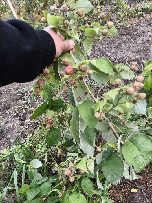 Сдаю в аренду плодородную пустую землю 1.5 га