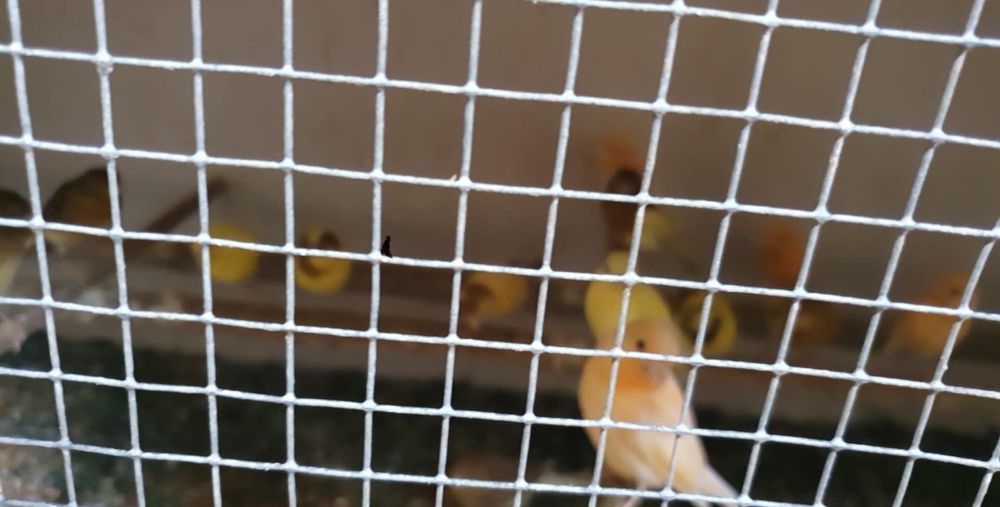 Vând canari de cânteC