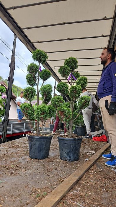 Vând tuia spirala și pon pon