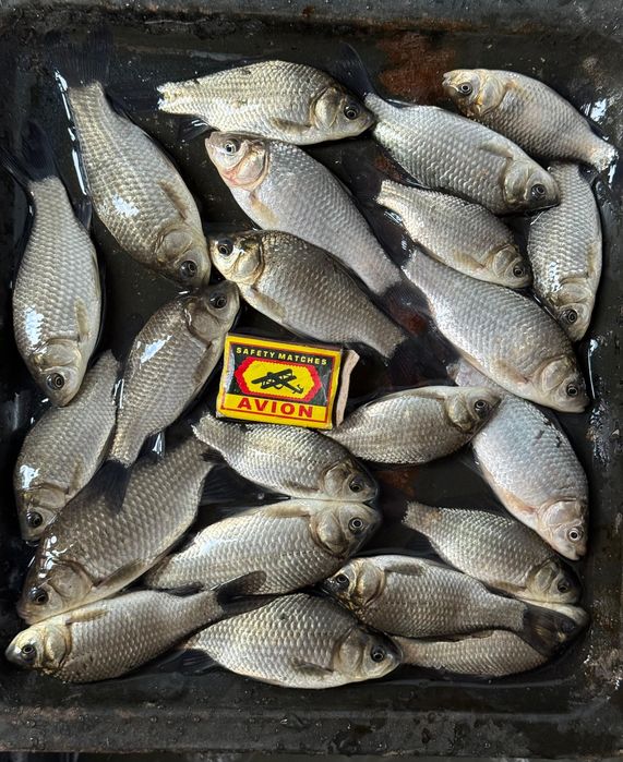 Живец-карась, 80тг за штуку