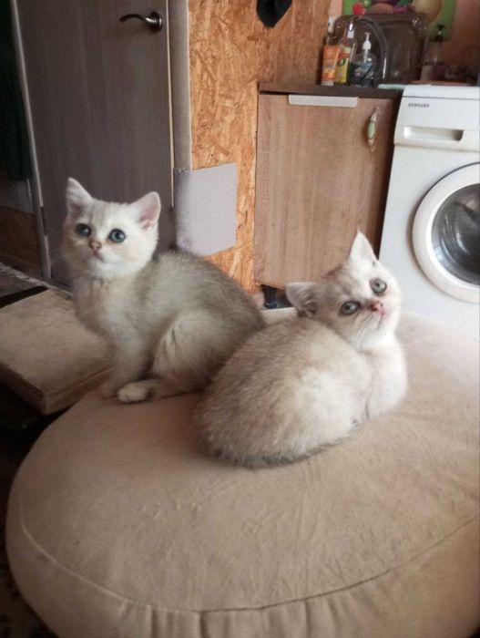 СРОЧНО!!! Красивые серебряные британские котята.