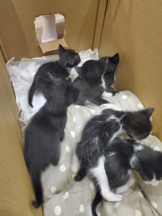 Котята отдам бесплатно