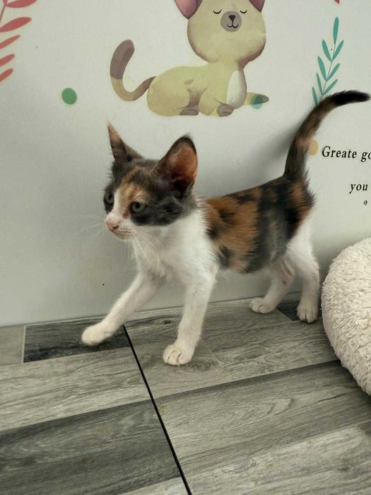 Adoptie pisicuta - ia ma acasa si te voi iubi neconditionat