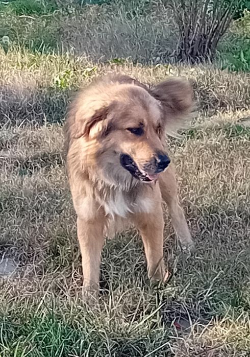 СПЕШНО! Подаряваме две кучета