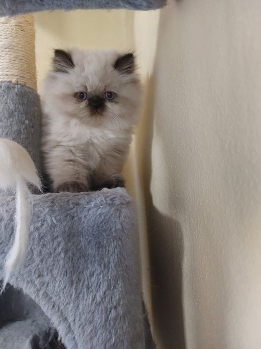 Pisica persana de Himalaya