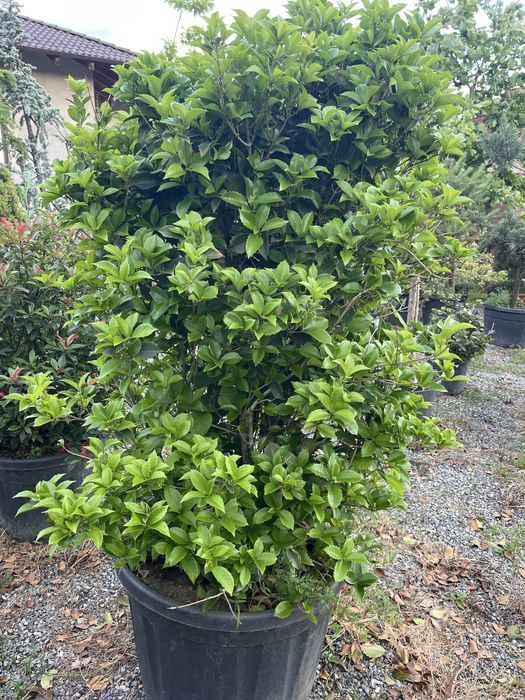 Plante ornamentale pentru gradina