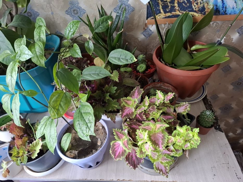 Комнатные растения  много