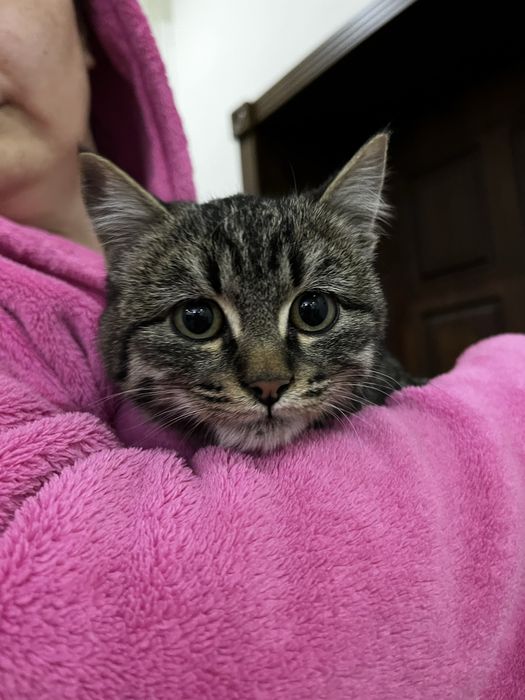 Котенок отдам в добрые руки