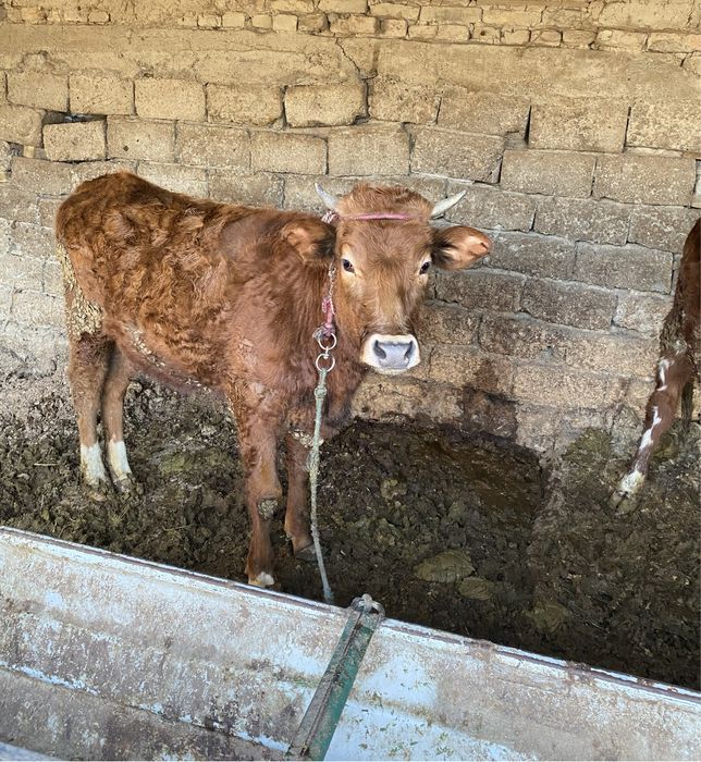 Мол  сотилади келишилган холда