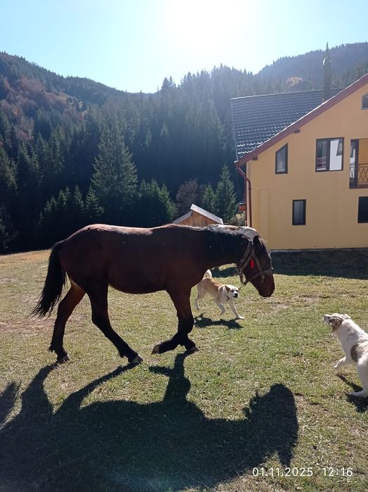 Mânzul manzul are 1 an si 6 luni