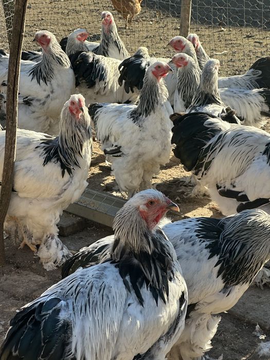 Găini si cocoși din rasa brahma !!!