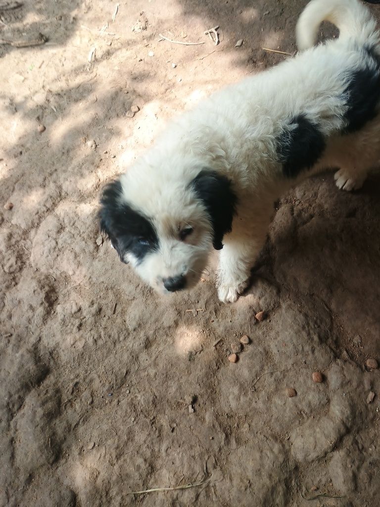 Ofer căței pentru pază și oi