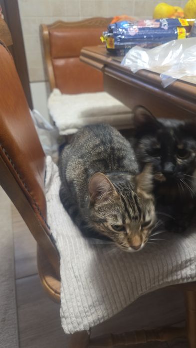 Donez pui pisica crescuți in casa