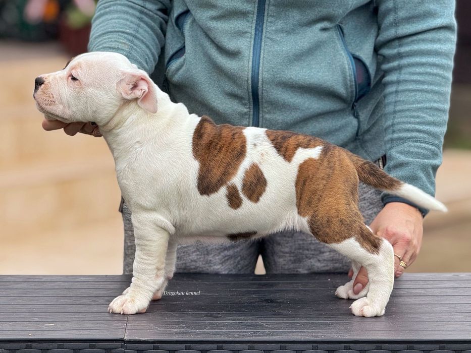 Amstaff rasă pură cu pedigree