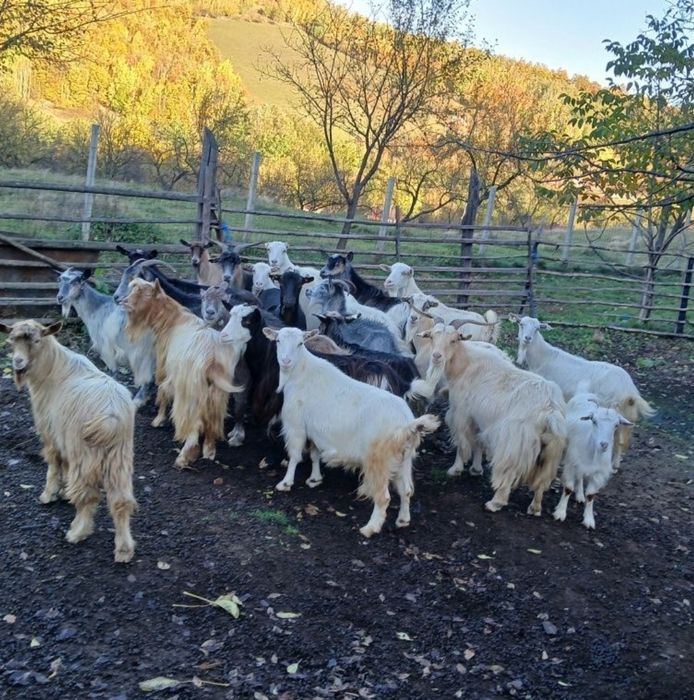 Vând 20 de capre și 2 țapi