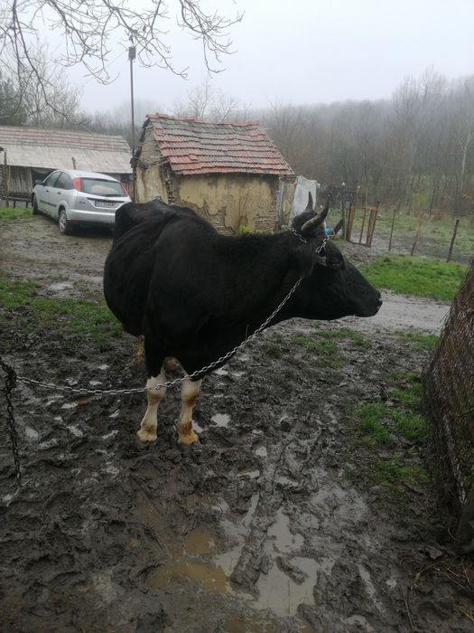 Vacă de vânzare pentru abator