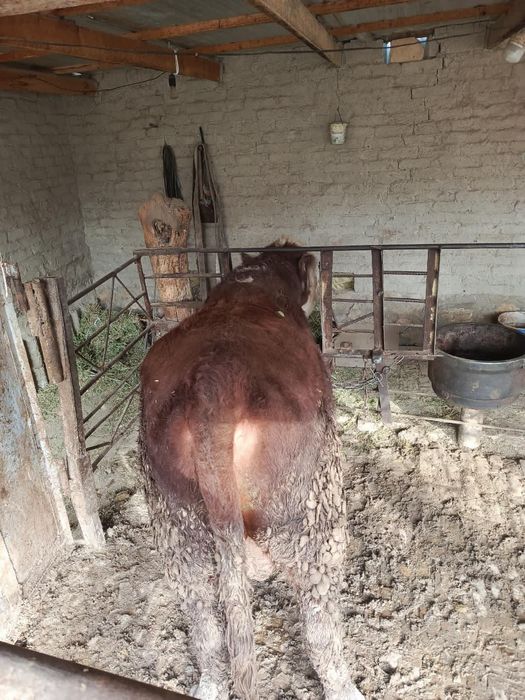 Бука сотилади. .