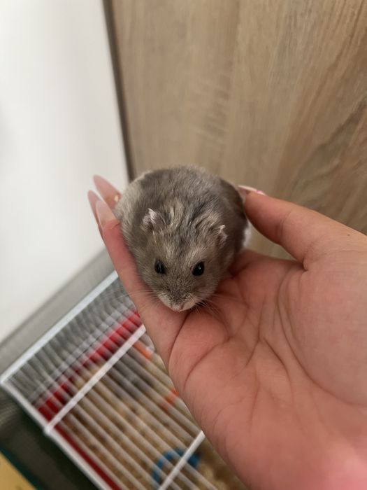 2 hamsteri + accesorii