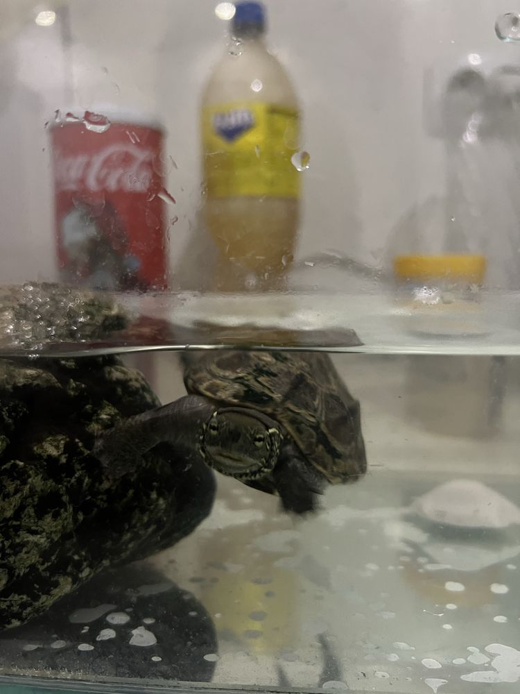 водна костенурка