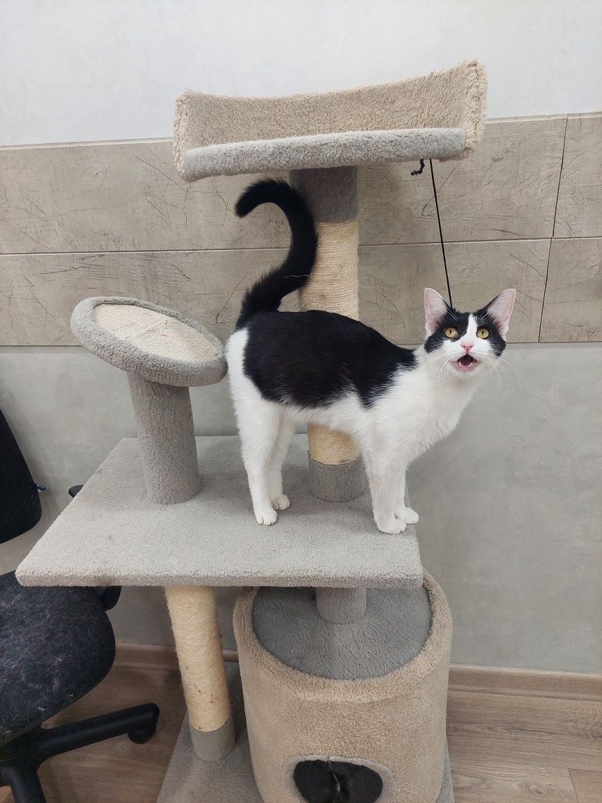 Котёнок девочка кастрированная Ташкент