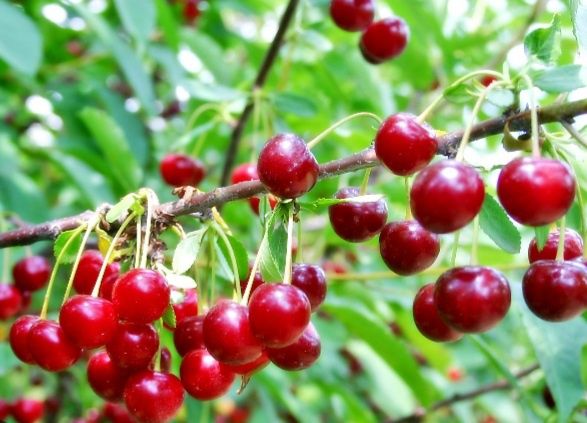 Продам вишню сладкую
