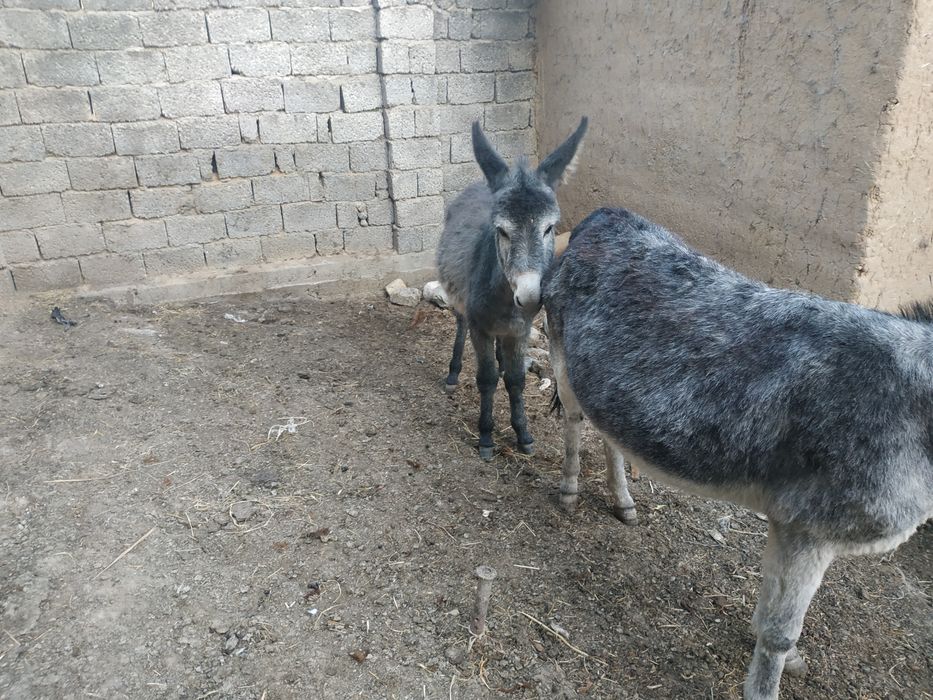 Eshak sotiladi ona bola