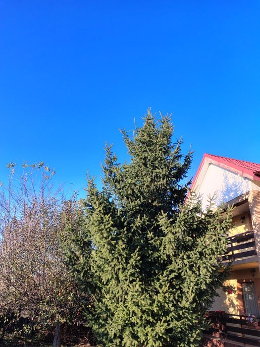 Brad natural 12metri