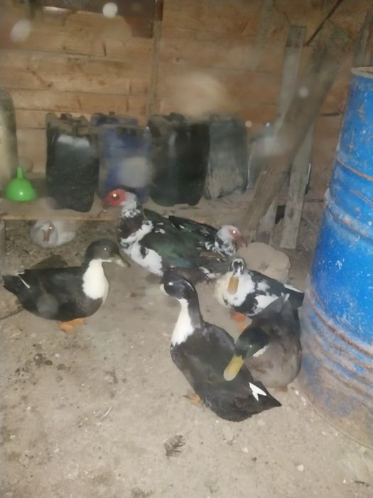 Vând 3 rațe și un rățoi