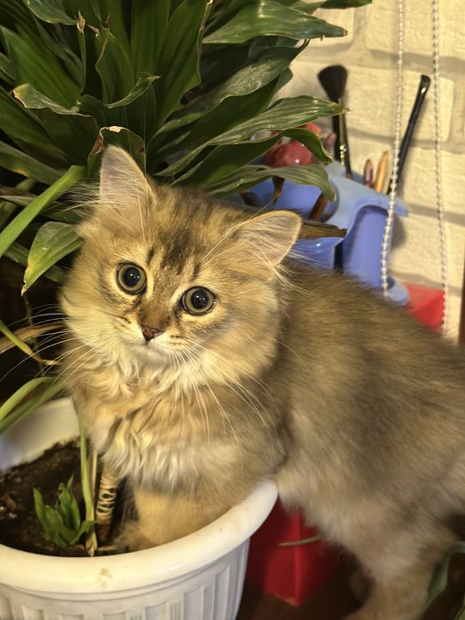 mushuk sotiladi shinshilla 850 ming