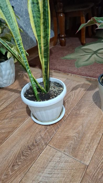 Комнатные цветы.