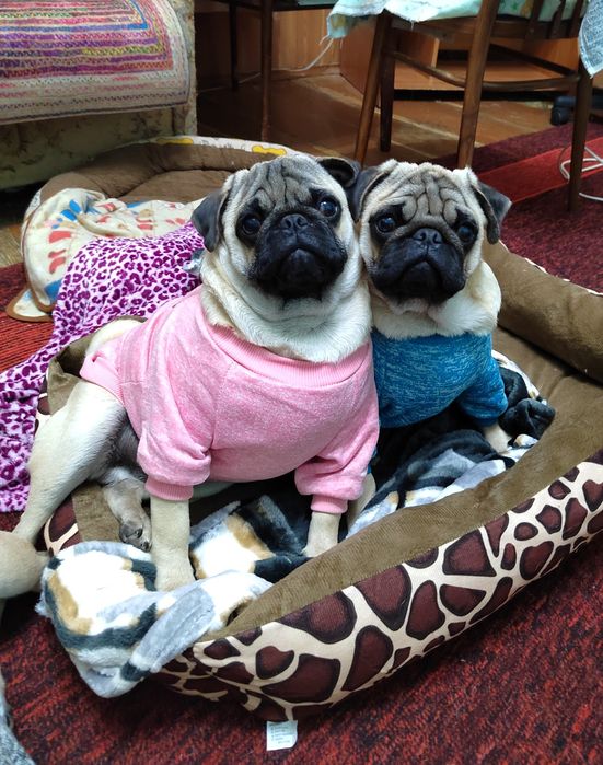 Продаются  щенки мопса