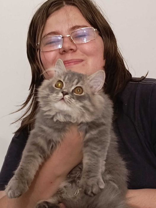 Pisica british longhair blue tabby
