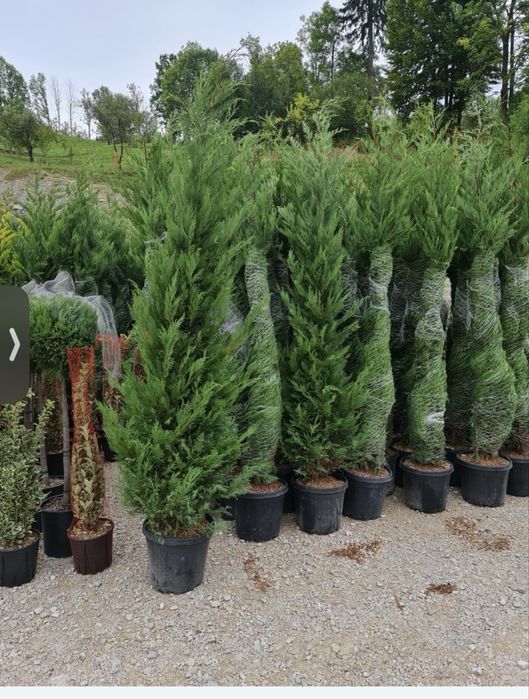 Vindem Catlpa , diferite plante ornamentale  Livrare gratuita