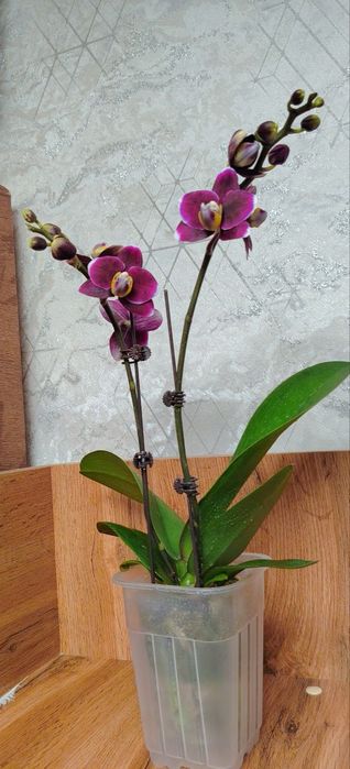 Орхидеи Phalaenopsis