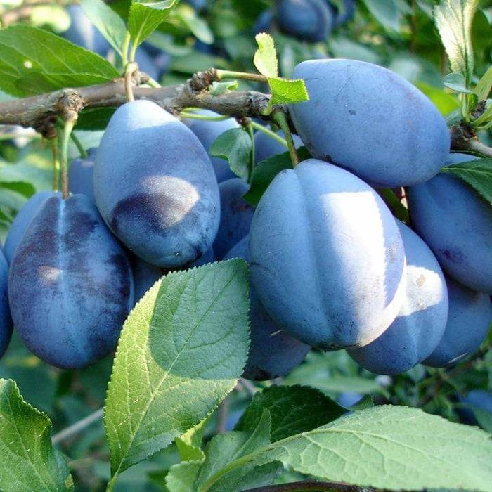 Prun anul 3 la super pret