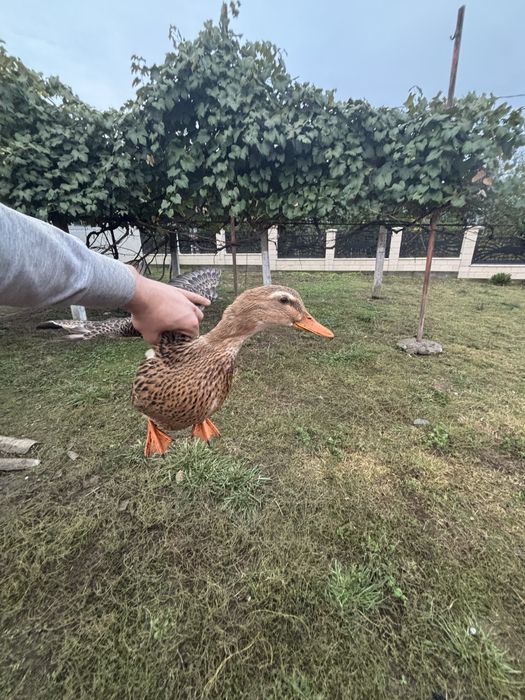 Vand un ratoi si 2 rate
