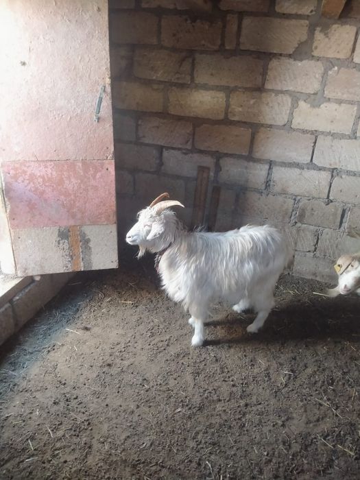 Әдемі ақ лақ сатылады,15 мыңға беріп жіберем