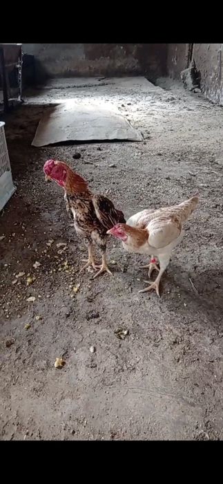 Ко шамо 1+1 сотилади