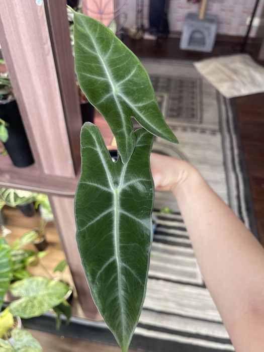 Алоказия Longiloba Lowii