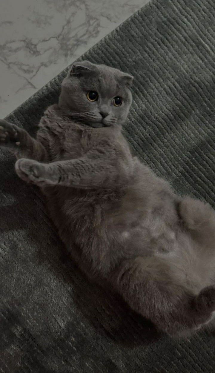 Продаю британскую вислоухую кошечку