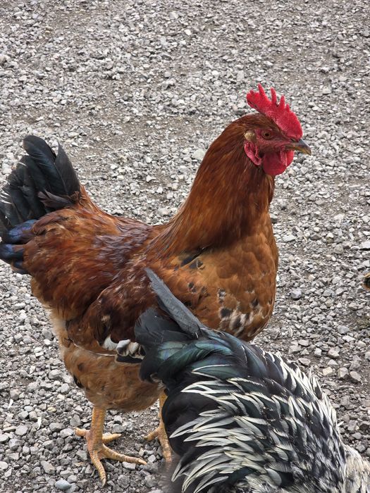 Vând Cocoși frumoși.