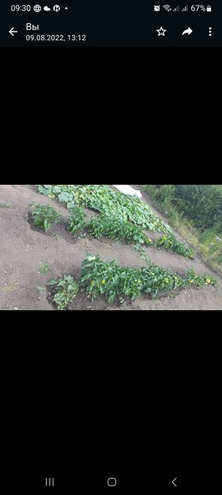 Продам дачу район Лесхоз